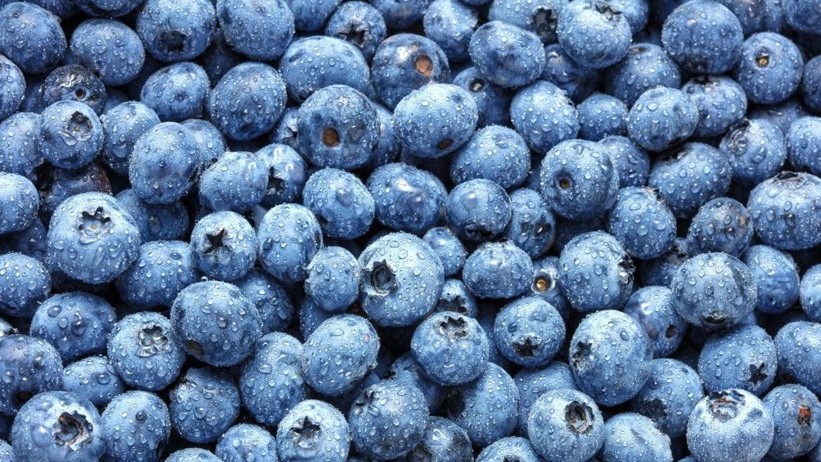 Bea arándano pudr.jpg